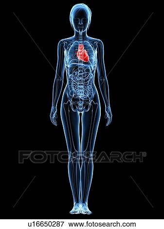 Stock Photo - Healthy heart, computer artwork.. Fotosearch