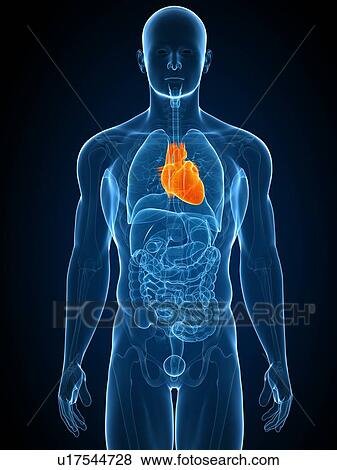 Healthy heart, computer artwork. View Large Photo Image Stock Photo - Healthy heart, computer artwork.. Fotosearch