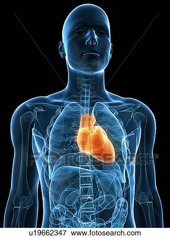 Healthy heart, computer artwork. View Large Photo Image Stock Photo - Healthy heart, computer artwork.. Fotosearch