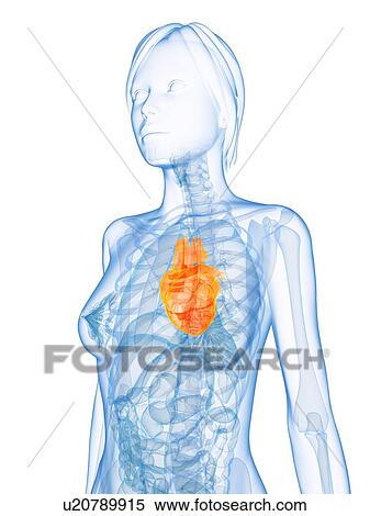Healthy heart, computer artwork. View Large Photo Image Stock Photography - Healthy heart, computer artwork.. Fotosearch