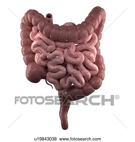 Stock Photo - Healthy intestines, computer artwork.. Fotosearch