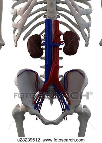 Healthy kidneys, computer artwork. Also seen are the abdominal aorta (red) and vena cava (blue). View Large Photo Image Stock Image - Healthy kidneys, computer artwork. Also seen are the abdominal aorta (red) and vena cava (blue).. Fotosearch