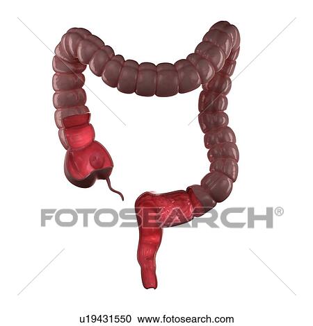 Stock Image - Healthy large intestine, computer artwork.. Fotosearch
