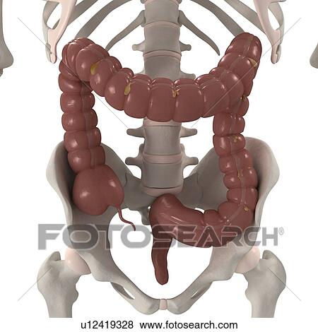 Stock Photo - Healthy large intestine, computer artwork.. Fotosearch