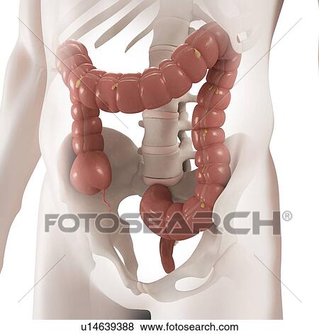 Stock Photo - Healthy large intestine, computer artwork.. Fotosearch