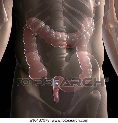 Stock Photo - Healthy large intestine, computer artwork.. Fotosearch