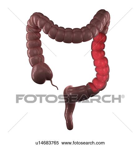 Healthy large intestine, computer artwork. View Large Photo Image Stock Photography - Healthy large intestine, computer artwork.. Fotosearch