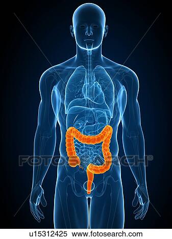Stock Photography - Healthy large intestine, computer artwork.. Fotosearch