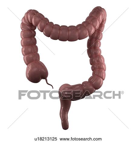 Healthy large intestine, computer artwork. View Large Photo Image Stock Photography - Healthy large intestine, computer artwork.. Fotosearch