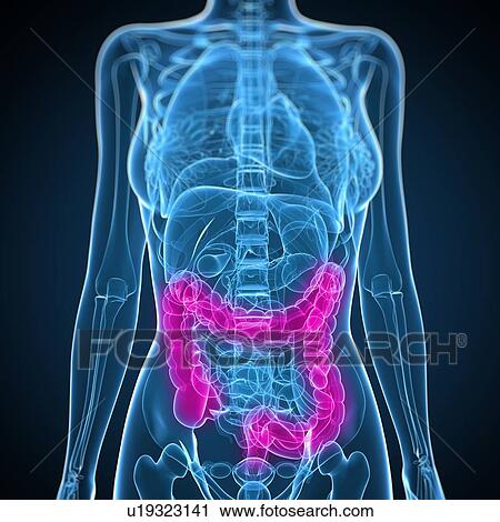 Stock Image - Healthy large intestines, computer artwork.. Fotosearch