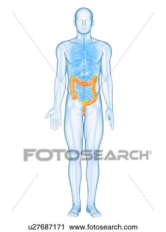 Stock Image - Healthy large intestines, computer artwork.. Fotosearch