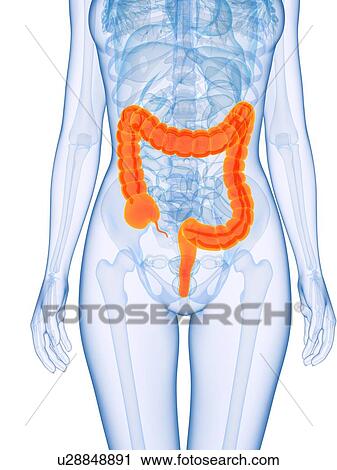 Stock Image - Healthy large intestines, computer artwork.. Fotosearch