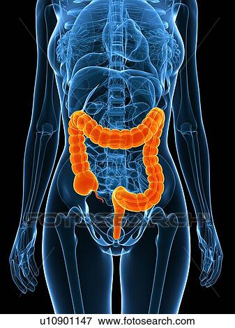 Stock Photo - Healthy large intestines, computer artwork.. Fotosearch