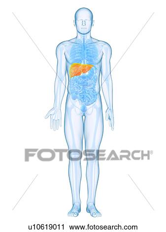 Stock Image - Healthy liver, computer artwork.. Fotosearch