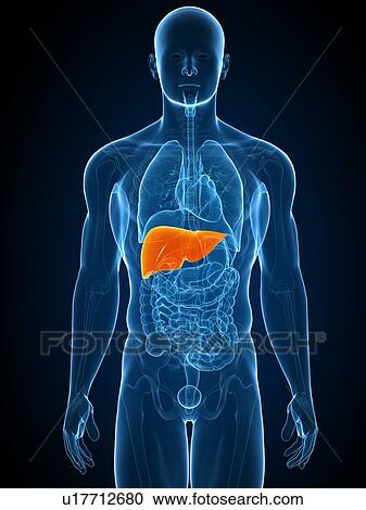 Healthy liver, computer artwork. View Large Photo Image Stock Image - Healthy liver, computer artwork.. Fotosearch