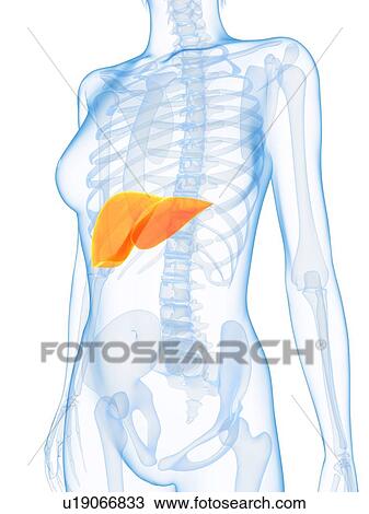 Healthy liver, computer artwork. View Large Photo Image Stock Image - Healthy liver, computer artwork.. Fotosearch