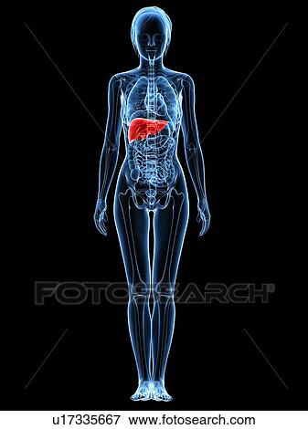 Healthy liver, computer artwork. View Large Photo Image Stock Photo - Healthy liver, computer artwork.. Fotosearch
