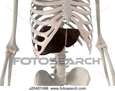 Healthy liver, computer artwork. View Large Photo Image Stock Photo - Healthy liver, computer artwork.. Fotosearch