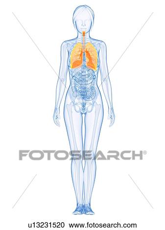 Healthy lungs, computer artwork. View Large Photo Image Stock Image - Healthy lungs, computer artwork.. Fotosearch