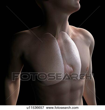 Healthy lungs, computer artwork. View Large Photo Image Stock Photo - Healthy lungs, computer artwork.. Fotosearch