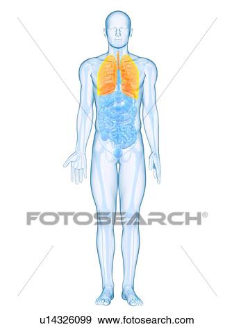 Stock Photo - Healthy lungs, computer artwork.. Fotosearch