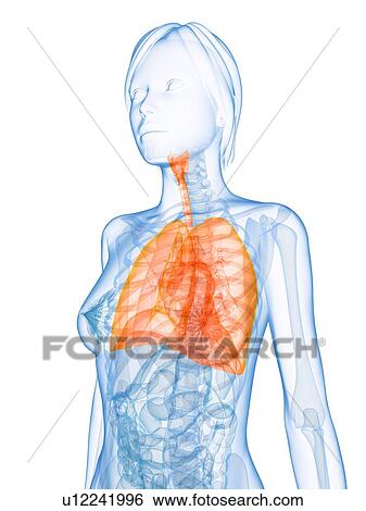 Stock Photograph - Healthy lungs, computer artwork.. Fotosearch