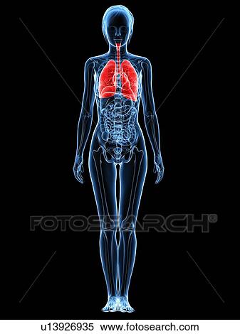 Stock Photography - Healthy lungs, computer artwork.. Fotosearch