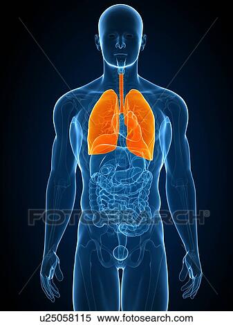 Healthy lungs, computer artwork. View Large Photo Image Stock Photography - Healthy lungs, computer artwork.. Fotosearch