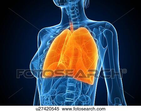 Stock Photography - Healthy lungs, computer artwork.. Fotosearch