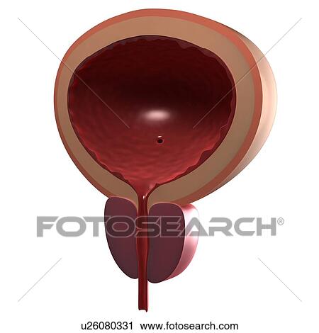 Healthy male bladder, computer artwork. View Large Photo Image Stock Image - Healthy male bladder, computer artwork.. Fotosearch