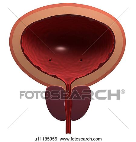 Healthy male bladder, computer artwork. View Large Photo Image Stock Photograph - Healthy male bladder, computer artwork.. Fotosearch