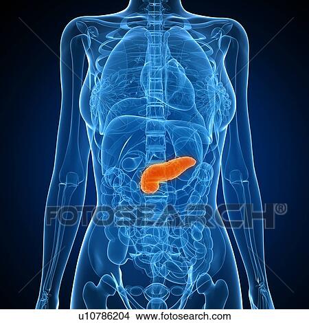 Healthy pancreas, computer artwork. View Large Photo Image Picture - Healthy pancreas, computer artwork.. Fotosearch