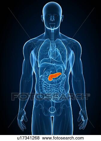 Healthy pancreas, computer artwork. View Large Photo Image Stock Photo - Healthy pancreas, computer artwork.. Fotosearch