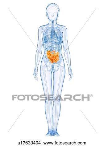 Healthy small intestines, computer artwork. View Large Photo Image Picture - Healthy small intestines, computer artwork.. Fotosearch
