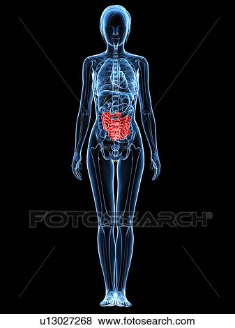 Stock Photo - Healthy small intestines, computer artwork.. Fotosearch