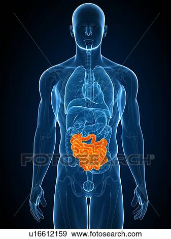 Stock Photo - Healthy small intestines, computer artwork.. Fotosearch