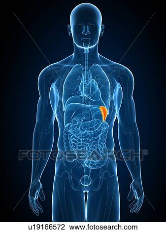 Healthy spleen, computer artwork. View Large Photo Image Stock Image - Healthy spleen, computer artwork.. Fotosearch
