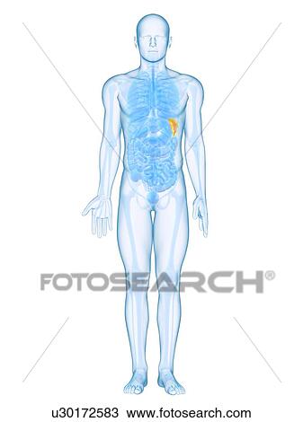 Stock Image - Healthy spleen, computer artwork.. Fotosearch