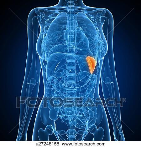Stock Photo - Healthy spleen, computer artwork.. Fotosearch