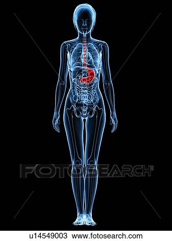 Stock Image - Healthy stomach, computer artwork.. Fotosearch