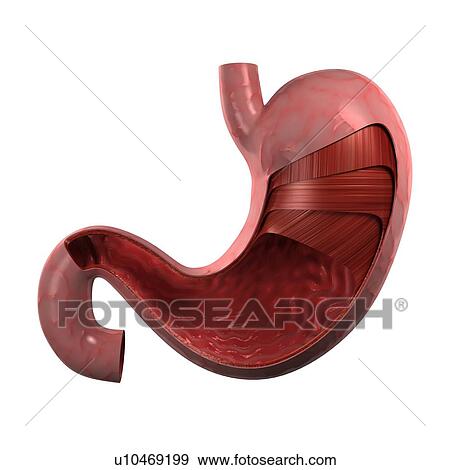 Healthy stomach, computer artwork. View Large Photo Image Stock Photo - Healthy stomach, computer artwork.. Fotosearch