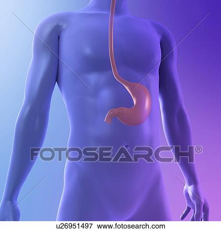 Healthy stomach, computer artwork. View Large Photo Image Stock Photo - Healthy stomach, computer artwork.. Fotosearch