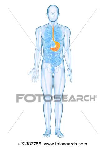 Healthy stomach, computer artwork. View Large Photo Image Stock Photography - Healthy stomach, computer artwork.. Fotosearch