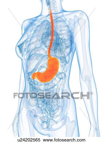 Healthy stomach, computer artwork. View Large Photo Image Stock Photography - Healthy stomach, computer artwork.. Fotosearch