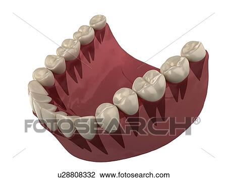 Stock Image - Healthy teeth, computer artwork.. Fotosearch