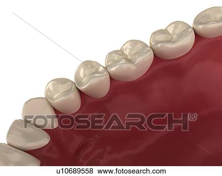 Stock Photo - Healthy teeth, computer artwork.. Fotosearch