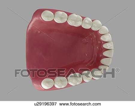 Stock Photo - Healthy teeth, computer artwork.. Fotosearch
