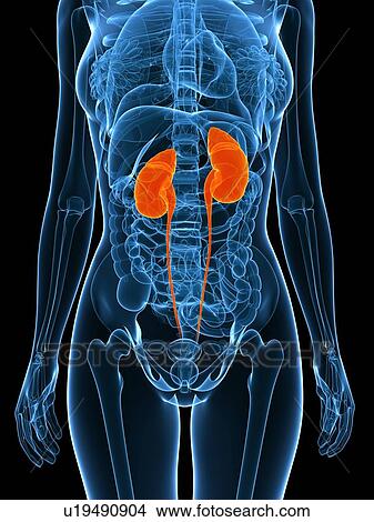 Healthy urinary system, computer artwork. View Large Photo Image Picture - Healthy urinary system, computer artwork.. Fotosearch