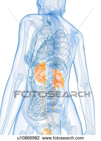 Healthy urinary system, computer artwork. View Large Photo Image Stock Image - Healthy urinary system, computer artwork.. Fotosearch