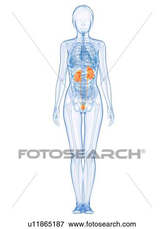 Healthy urinary system, computer artwork. View Large Photo Image Stock Photo - Healthy urinary system, computer artwork.. Fotosearch